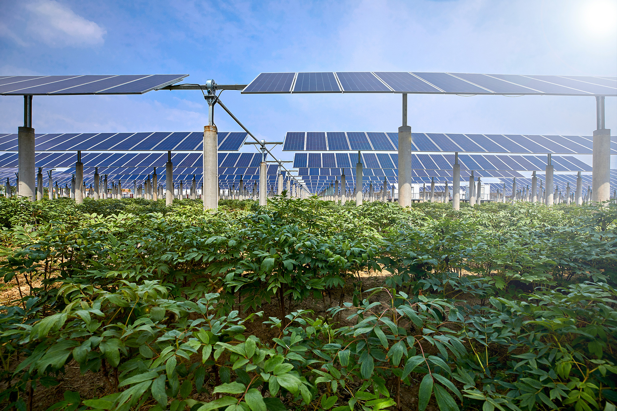 agrivoltaics benefits of solar power and agriculture pvcase blog
